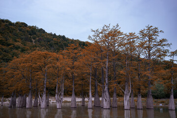 Beautiful lake with cypress trees in late autumn. Autumn landscape. Hiking.