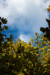 Early morning. The sky through the branches of trees.