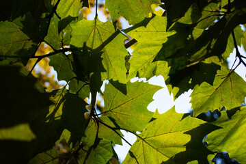 Early morning. The sun breaks through the foliage.