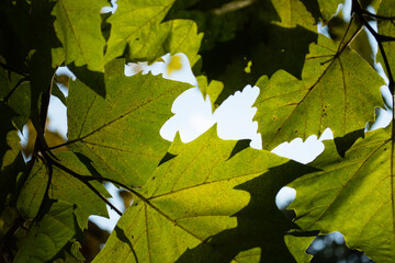 Early morning. The sun breaks through the foliage.