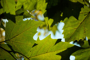 Early morning. The sun breaks through the foliage.