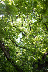 Green tree branches in the summer forest. Botanical background.
