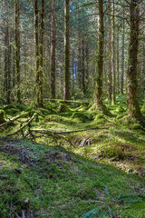 Moss covered undergrowth and tree trunks in Fearnoch Forest, Argyll and Bute, Scotland