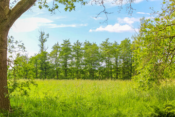 Fototapeta premium Blue sky with beautiful natural forest landscape panorama Germany.