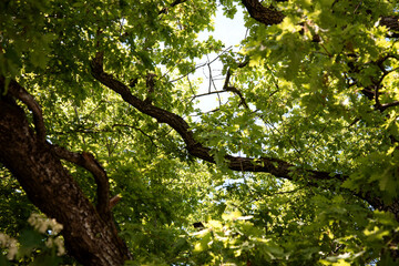 Green tree branches in the summer forest. Botanical background.
