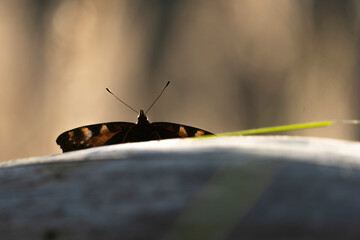 butterfly on the branch