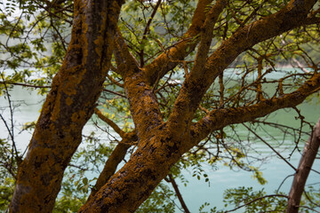 Green tree branches in the summer forest. Botanical background.