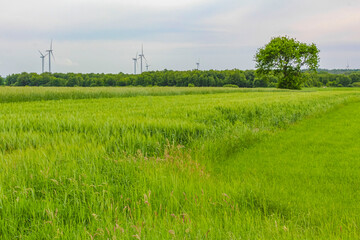 Cloudy sky with beautiful natural forest landscape panorama Germany.