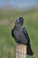 Western jackdaw perched on a post.