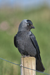 Western jackdaw perched on a post.