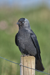 Western jackdaw perched on a post.