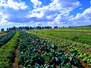 vineyard