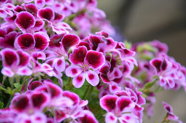 Duftgeranien rosa lila blühend 
