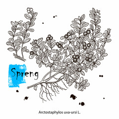 vector drawing lingonberry plant, Vaccinium vitis-idaea, hand drawn illustration of medicinal plant