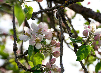 Blooming apple tree twig in springtime on a sunny day.