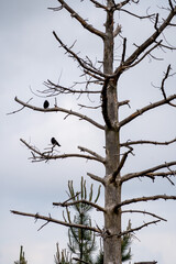 Crows on a dead tree