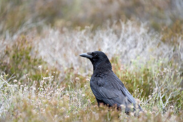 Crow on the ground in heathland