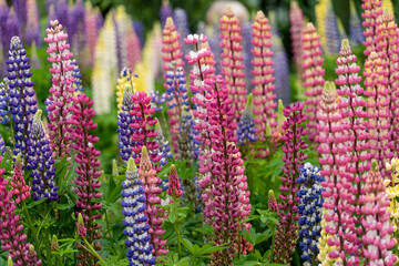Lupins in Bloom