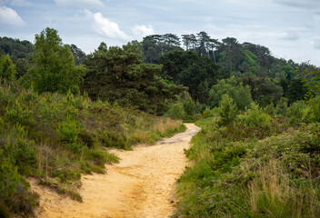Fototapeta na wymiar Canford Heath pathway