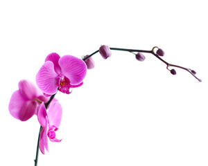 fuchsia orchid on white background