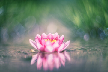 Pink lotus flower or water lily in water vintage lens rendering 
