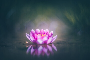 Pink lotus flower or water lily in water vintage lens rendering 
 - obrazy, fototapety, plakaty