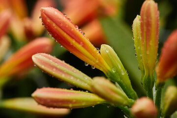 red lily flowers in drops of dew. close-up