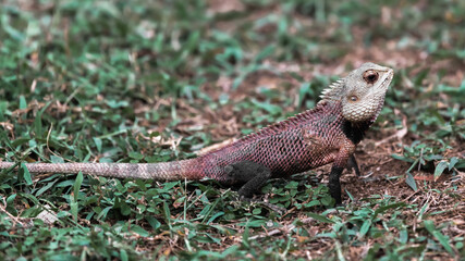 The iguana raised its head in the grass