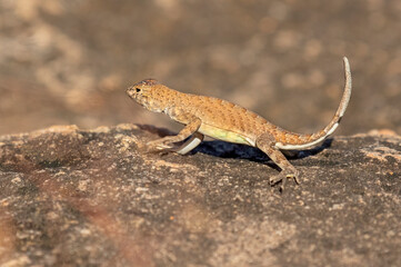 The greater earless lizard (Cophosaurus texanus) 
