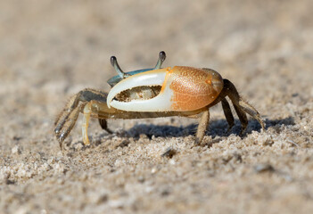 Male brackish water fiddler crab (Uca minax) in Galveston, Texas