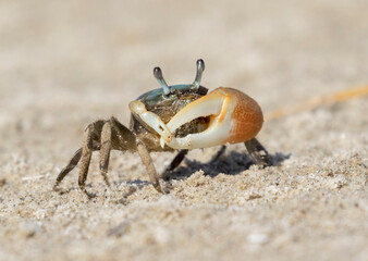 Male brackish water fiddler crab (Uca minax) in Galveston, Texas - Powered by Adobe