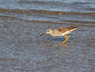 The greater yellowlegs  (Tringa melanoleuca) feeding in the ocean
