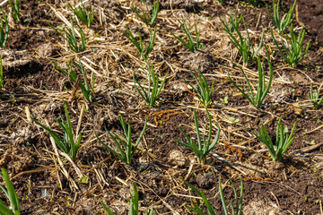 young green onions growing on garden bed. Growing vegetables for a healthy diet.