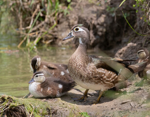 Female of wood duck  with ducklings