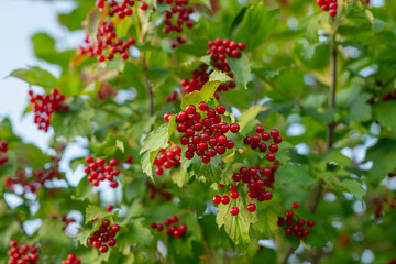 Guelder Rose berries, pretty ornamental plant with bright juicy berries