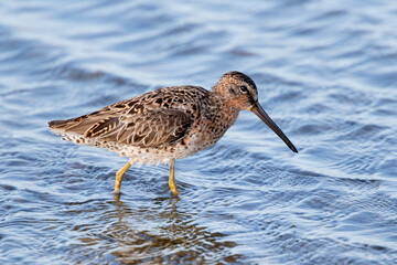Short-billed dowitcher (Limnodromus griseus) feeding in the ocean