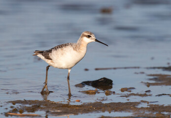 The  Wilson's Phalarope (Phalaropus tricolor) on the Galveston's beach during spring migration, Texas