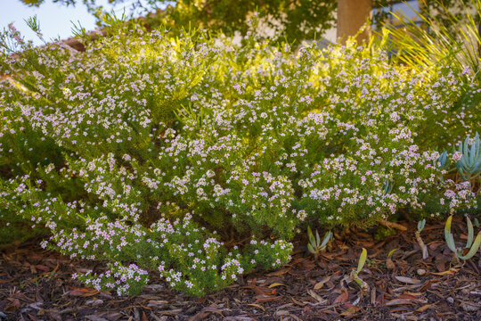 Cape May Plant (Coleonema Album), An Attractive Evergreen Shrub With Tiny Flowers Close Up In City Park