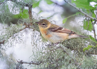 The chestnut-sided warbler (Setophaga pensylvanica), female