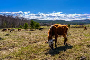 Fototapeta na wymiar South Ural cows, pasture, farm with a unique landscape, vegetation and diversity of nature.