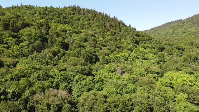 vue aérienne d'une forêt en été