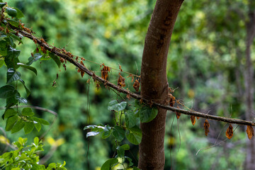 Small tree trunk with vegetation in the atlantic forest