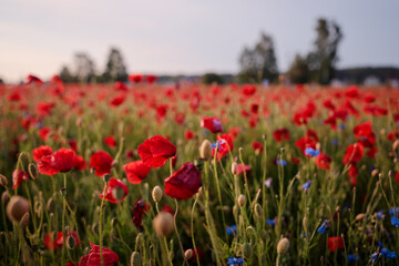 Beautiful summer day. Red poppy field.