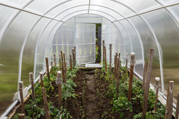greenhouse in the garden. Greenhouse made of polycarbonate. Inside the greenhouse. open door