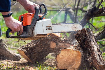 A man with a chainsaw in his hands saws old trees, sawdust fly to the sides