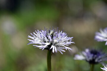 Blüte einer Herzblättrigen Kugelblume