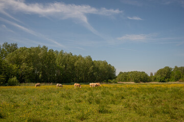 Beautiful landscape of the  field with yellow  wildflowers. Cows graze on the field