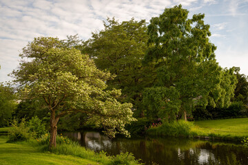 Fototapeta premium Beautiful landscape of park trees located along the bank of the canal. Reflection of trees and blue sky in the water
