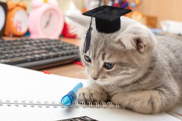 A small gray cat in a graduation hat is studying. On the table are study supplies, a notebook, a...