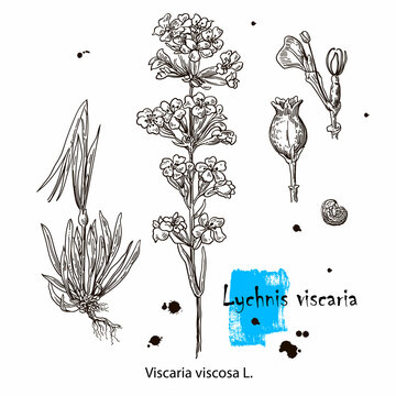 Lychnis viscaria, or clammy campion, medicinal plant. Hand drawn botanical illustration
